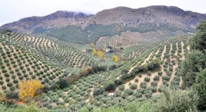 Aceites de menor calidad vendidos como virgen extra