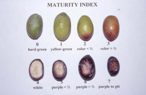 Olive maturity index