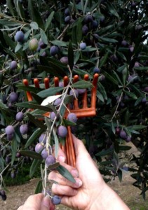 olive oil harvesting techniques